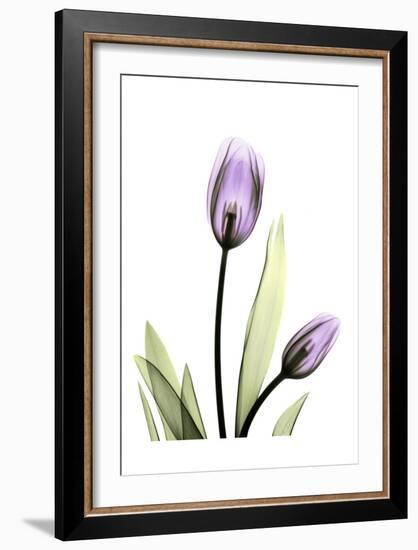 Purple Tulips-Albert Koetsier-Framed Art Print