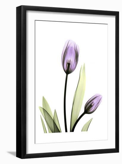 Purple Tulips-Albert Koetsier-Framed Art Print