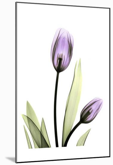 Purple Tulips-Albert Koetsier-Mounted Art Print