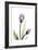 Purple Tulips-Albert Koetsier-Framed Art Print