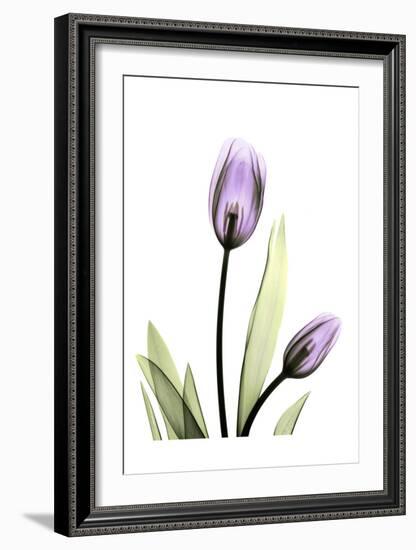 Purple Tulips-Albert Koetsier-Framed Art Print