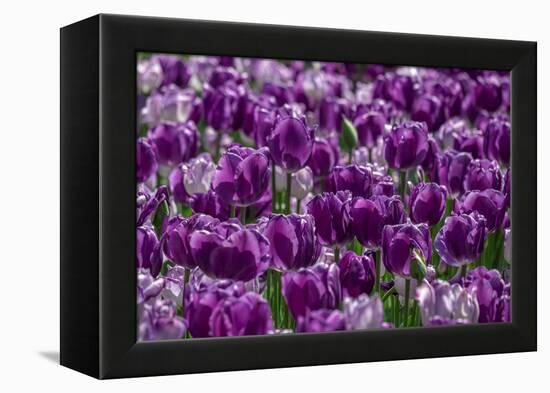 Purple tulips-Jim Engelbrecht-Framed Premier Image Canvas
