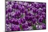 Purple tulips-Jim Engelbrecht-Mounted Photographic Print