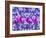 Purple Tulips-Ata Alishahi-Framed Giclee Print