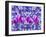 Purple Tulips-Ata Alishahi-Framed Giclee Print