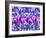 Purple Tulips-Ata Alishahi-Framed Giclee Print