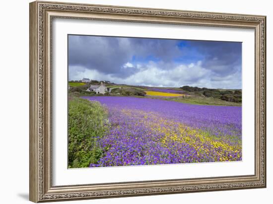 Purple Viper's Bugloss, Paterson's Curse-null-Framed Photographic Print