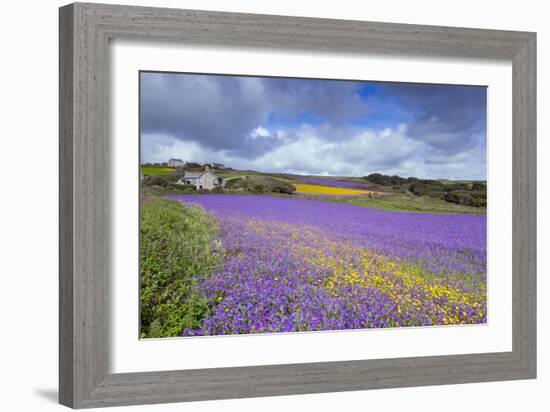 Purple Viper's Bugloss, Paterson's Curse-null-Framed Photographic Print