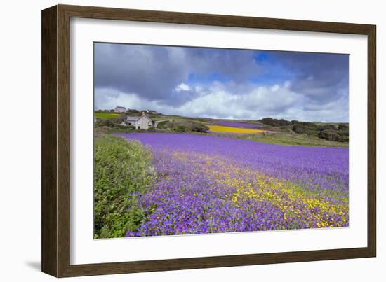 Purple Viper's Bugloss, Paterson's Curse-null-Framed Photographic Print