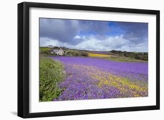 Purple Viper's Bugloss, Paterson's Curse-null-Framed Photographic Print