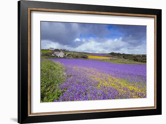 Purple Viper's Bugloss, Paterson's Curse-null-Framed Photographic Print