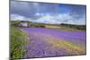 Purple Viper's Bugloss, Paterson's Curse-null-Mounted Photographic Print