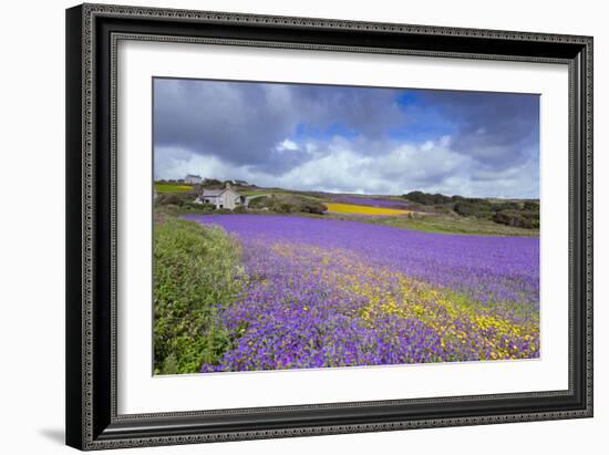 Purple Viper's Bugloss, Paterson's Curse-null-Framed Photographic Print