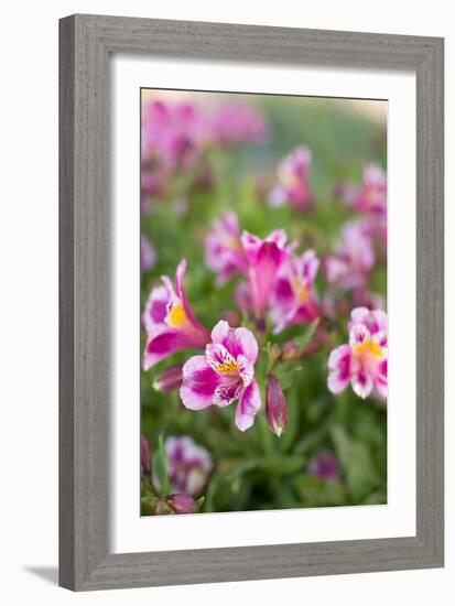 Purple & White I-Karyn Millet-Framed Photo