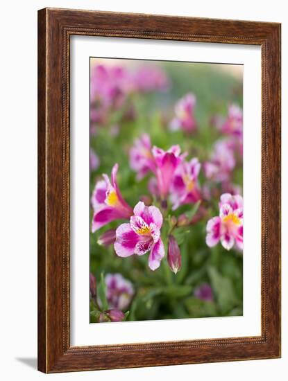 Purple & White I-Karyn Millet-Framed Photo