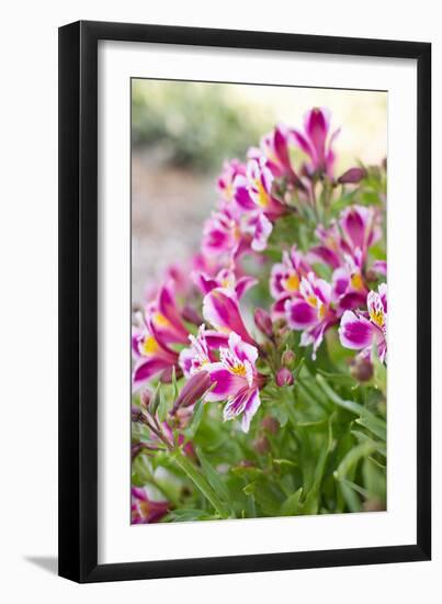 Purple & White II-Karyn Millet-Framed Photo