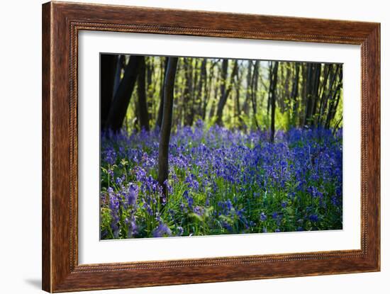 Purple Wildflowers in Forest-moodboard-Framed Photographic Print