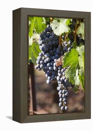 Purple Wine Grapes on the Vine, Napa Valley, California, USA-Cindy Miller Hopkins-Framed Premier Image Canvas