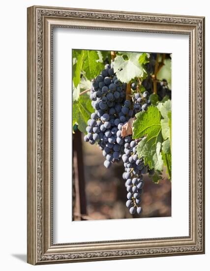 Purple Wine Grapes on the Vine, Napa Valley, California, USA-Cindy Miller Hopkins-Framed Photographic Print