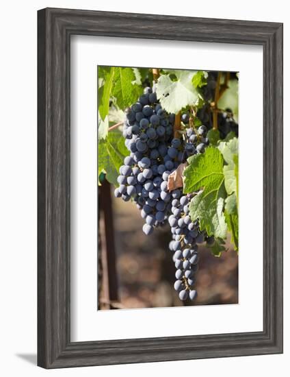 Purple Wine Grapes on the Vine, Napa Valley, California, USA-Cindy Miller Hopkins-Framed Photographic Print