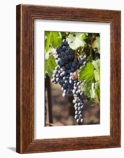 Purple Wine Grapes on the Vine, Napa Valley, California, USA-Cindy Miller Hopkins-Framed Photographic Print