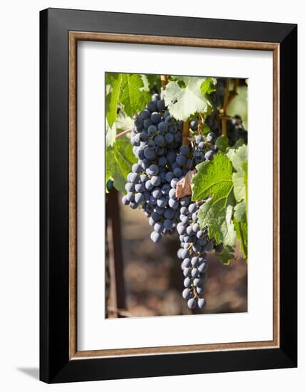 Purple Wine Grapes on the Vine, Napa Valley, California, USA-Cindy Miller Hopkins-Framed Photographic Print