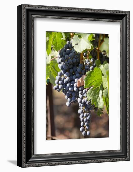 Purple Wine Grapes on the Vine, Napa Valley, California, USA-Cindy Miller Hopkins-Framed Photographic Print