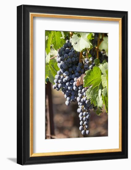 Purple Wine Grapes on the Vine, Napa Valley, California, USA-Cindy Miller Hopkins-Framed Photographic Print