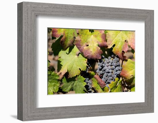 Purple Wine Grapes on the Vine, Napa Valley, California, USA-Cindy Miller Hopkins-Framed Photographic Print