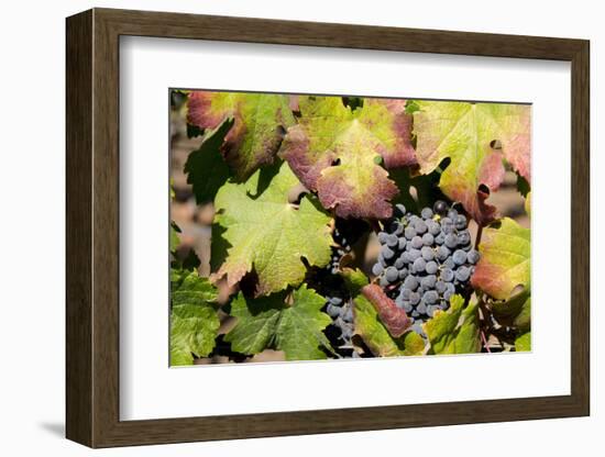 Purple Wine Grapes on the Vine, Napa Valley, California, USA-Cindy Miller Hopkins-Framed Photographic Print