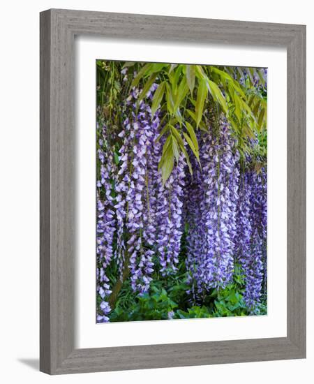 Purple wisteria blossoms hanging from a trellis.-Julie Eggers-Framed Photographic Print