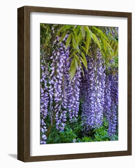 Purple wisteria blossoms hanging from a trellis.-Julie Eggers-Framed Photographic Print