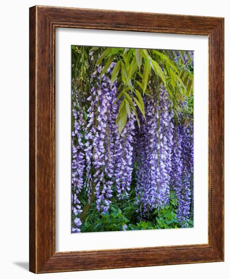 Purple wisteria blossoms hanging from a trellis.-Julie Eggers-Framed Photographic Print