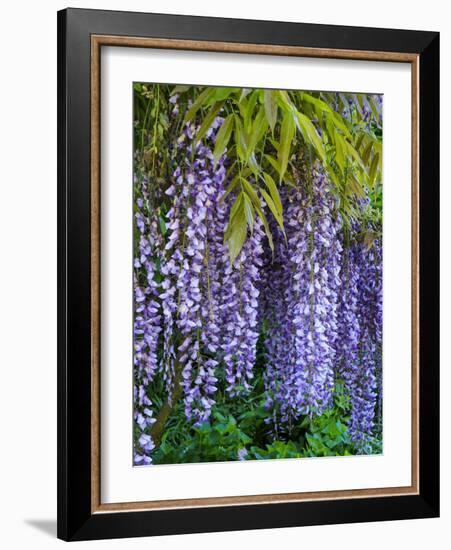 Purple wisteria blossoms hanging from a trellis.-Julie Eggers-Framed Photographic Print