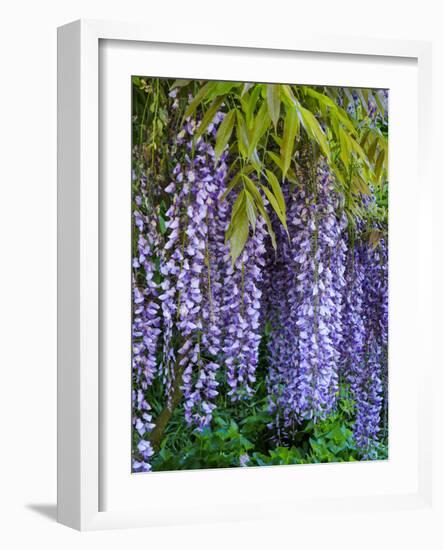 Purple wisteria blossoms hanging from a trellis.-Julie Eggers-Framed Photographic Print