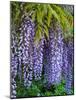 Purple wisteria blossoms hanging from a trellis.-Julie Eggers-Mounted Photographic Print