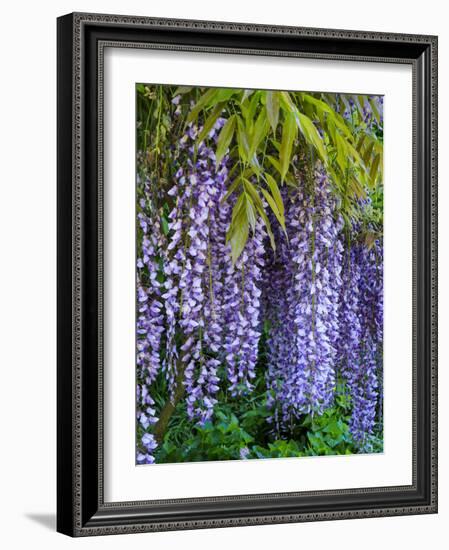 Purple wisteria blossoms hanging from a trellis.-Julie Eggers-Framed Photographic Print