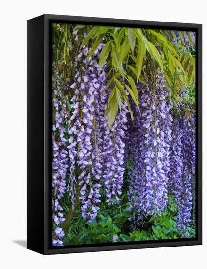 Purple wisteria blossoms hanging from a trellis.-Julie Eggers-Framed Premier Image Canvas