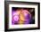 Purple Worlds-Ursula Abresch-Framed Photographic Print