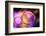 Purple Worlds-Ursula Abresch-Framed Photographic Print