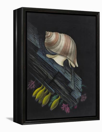 Purpura Lapillus: Dog Whelk-Philip Henry Gosse-Framed Premier Image Canvas