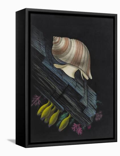 Purpura Lapillus: Dog Whelk-Philip Henry Gosse-Framed Premier Image Canvas