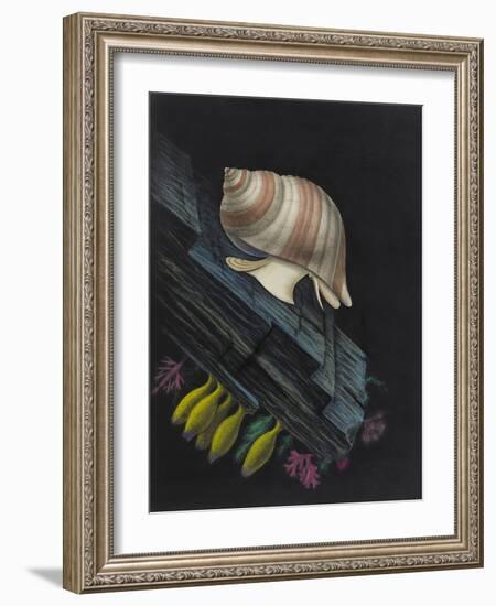 Purpura Lapillus: Dog Whelk-Philip Henry Gosse-Framed Giclee Print