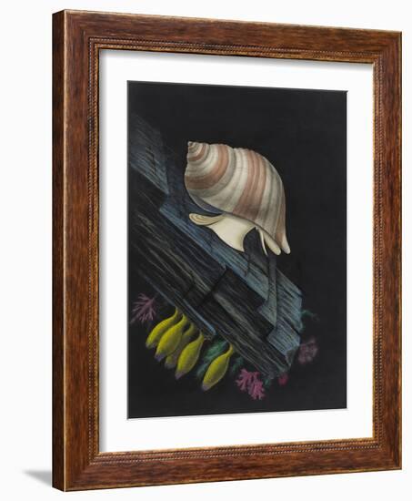 Purpura Lapillus: Dog Whelk-Philip Henry Gosse-Framed Giclee Print