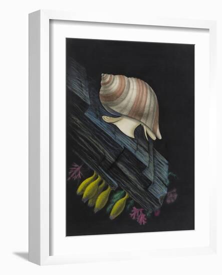 Purpura Lapillus: Dog Whelk-Philip Henry Gosse-Framed Giclee Print