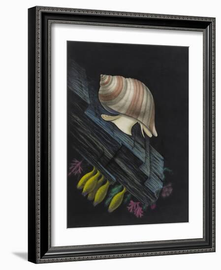 Purpura Lapillus: Dog Whelk-Philip Henry Gosse-Framed Giclee Print