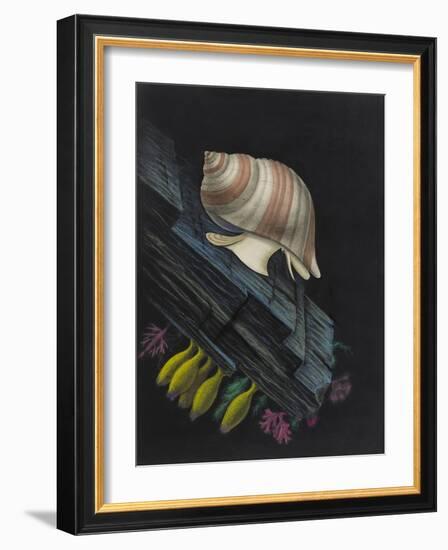 Purpura Lapillus: Dog Whelk-Philip Henry Gosse-Framed Giclee Print