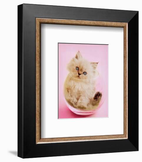 Purrfect Fit-Rachael Hale-Framed Art Print