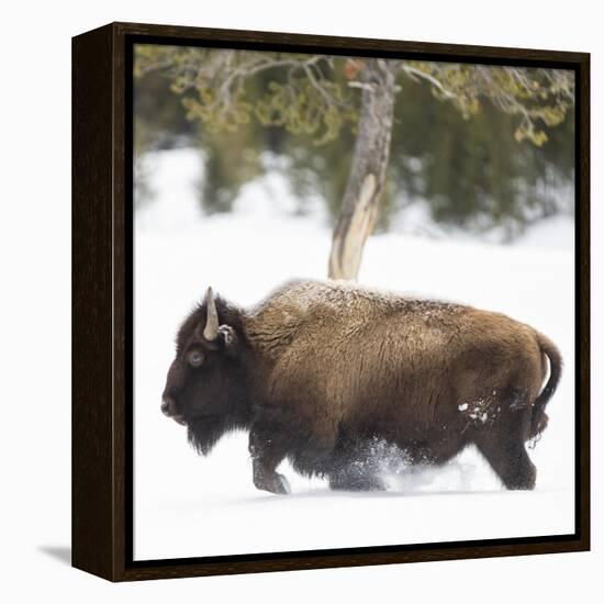 Pursuit-Wink Gaines-Framed Stretched Canvas
