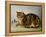 Puss Napping-George Baxter-Framed Premier Image Canvas